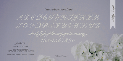 Nelly Script Family Complete