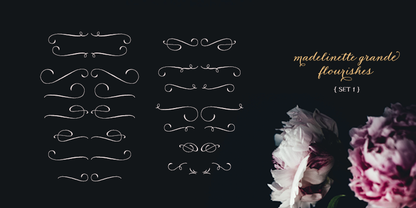 Madelinette Grande Flourishes 1